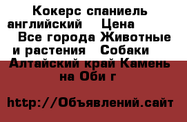 Кокерс спаниель английский  › Цена ­ 4 500 - Все города Животные и растения » Собаки   . Алтайский край,Камень-на-Оби г.